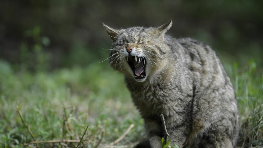 Unteschied Wildkatze Hauskatze